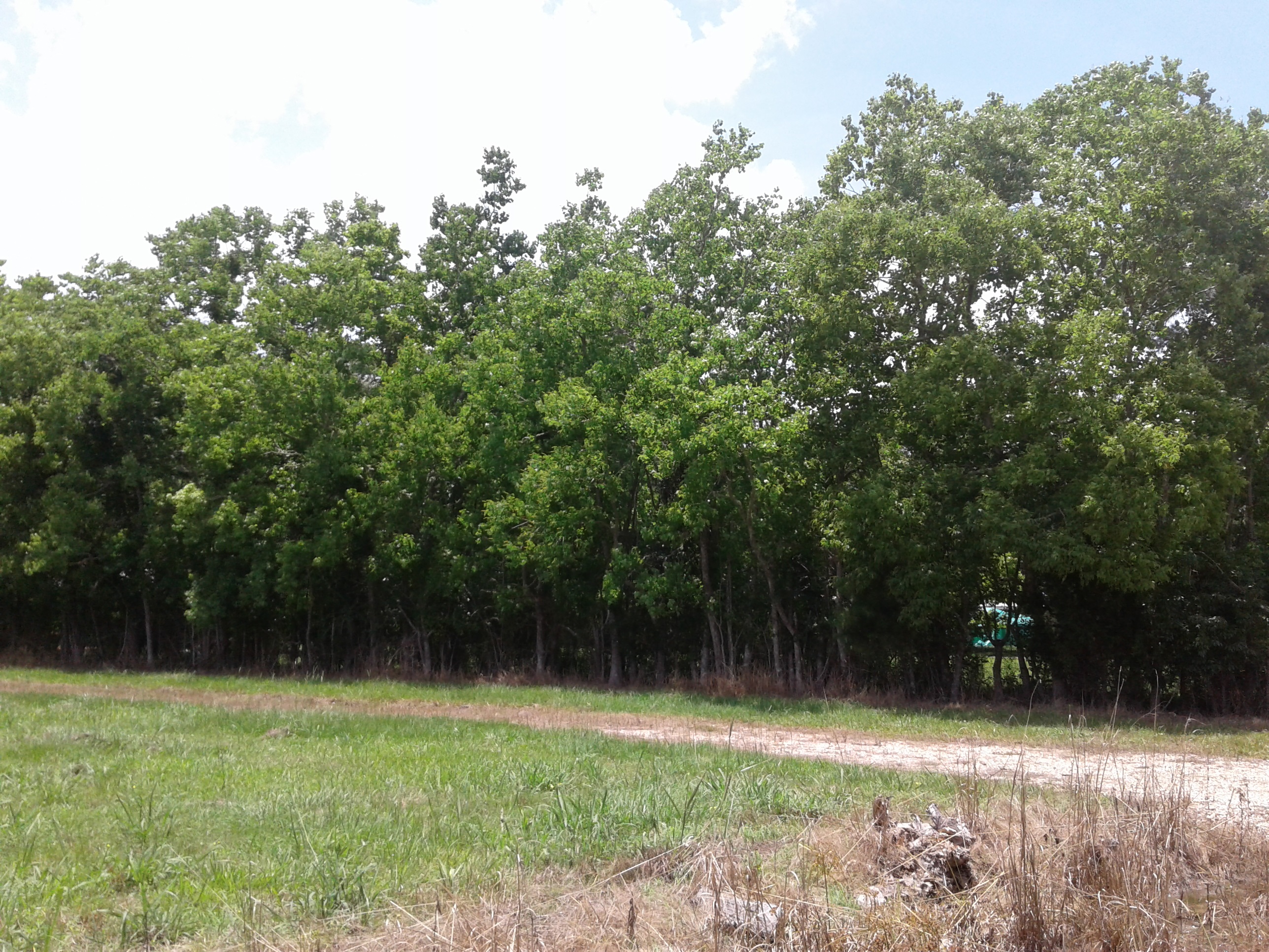 A new management tool  for Chinese tallow trees: Biological control